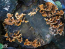 Mushrooms on the Branches - Grzyby na Konarach